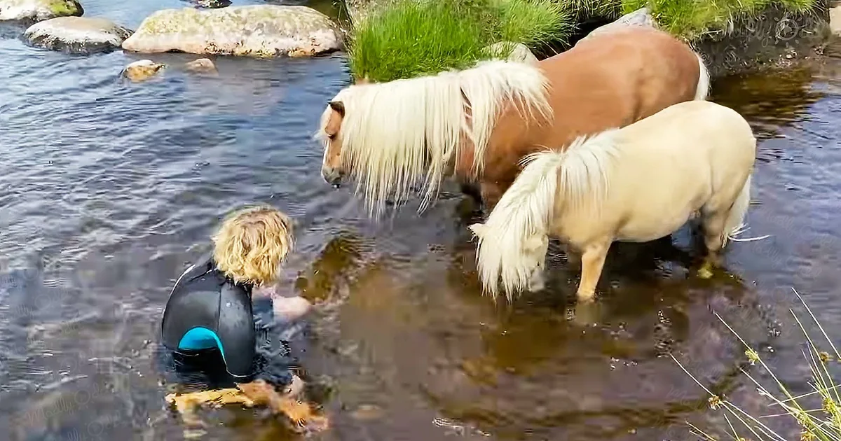 Mini ponies on liberty trail