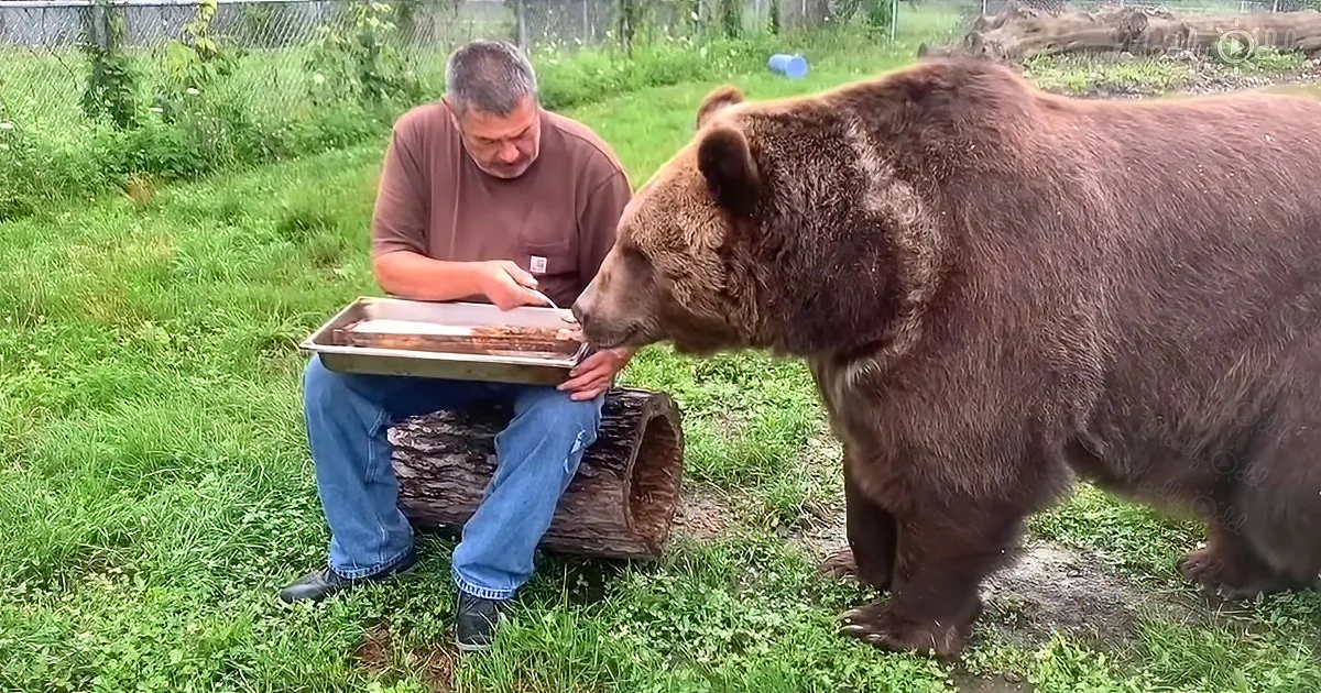 Man feeds full-sized Syrian rescue bear