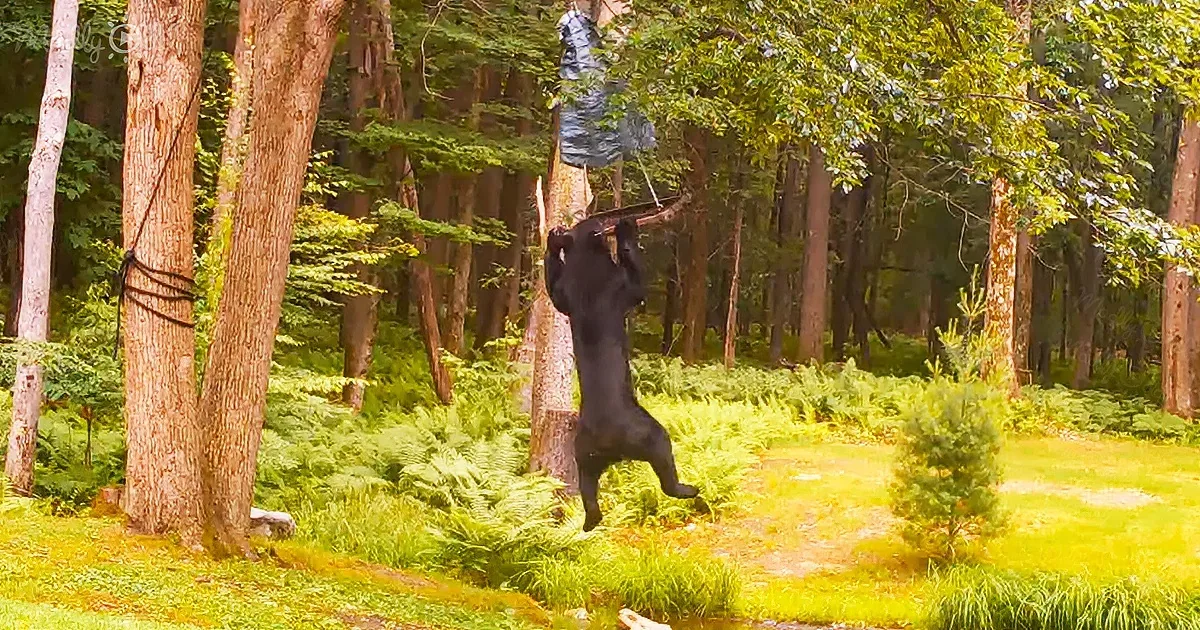 Bear hangs from a bird feeder and swings
