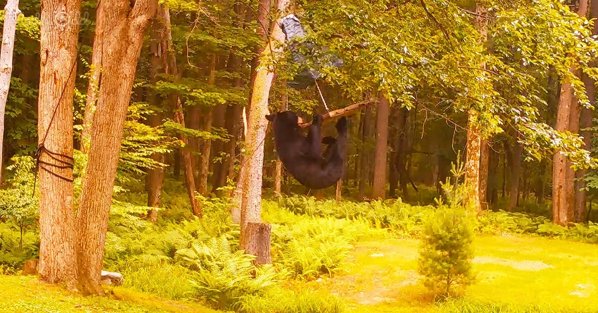 Young Bear Hangs From a Bird Feeder and Swings Back and Forth