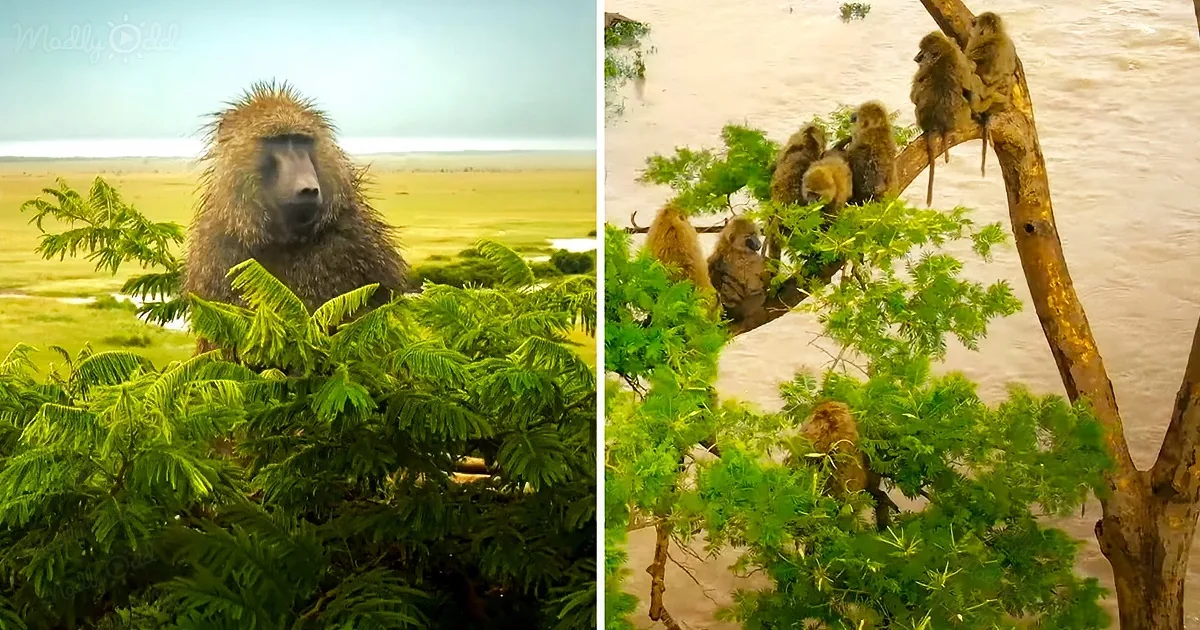 A baboon sits atop a tree, surrounded by lush greenery, with a group of baboons perched on a branch nearby.