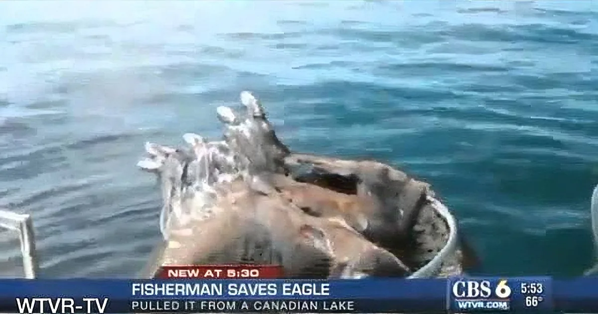 Fisherman Spots a Bald Eagle Swimming Towards His Boat and Gives Him a Hand