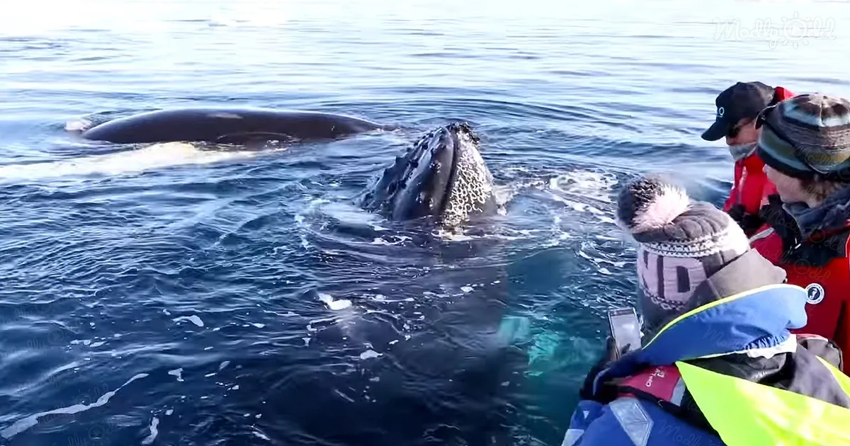 Two curious humpback whales waving back in the Antarctic