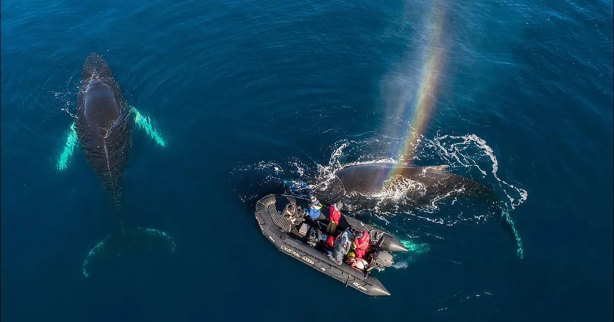 Researchers Record Two Curious Humpback Whales Waving Back in the Antarctic