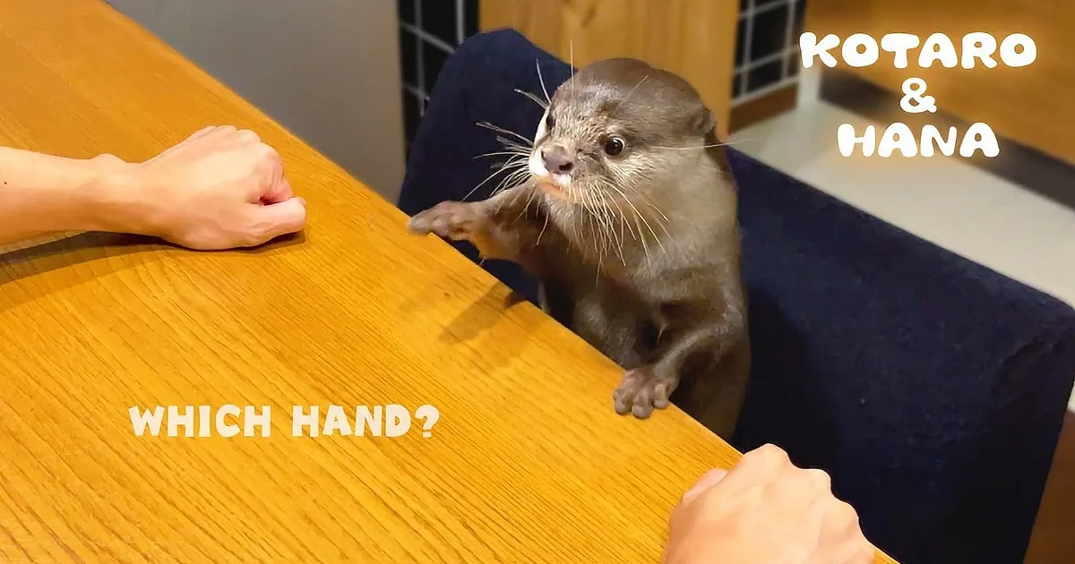Otters Have the Funniest Reactions When Making the Wrong Choice
