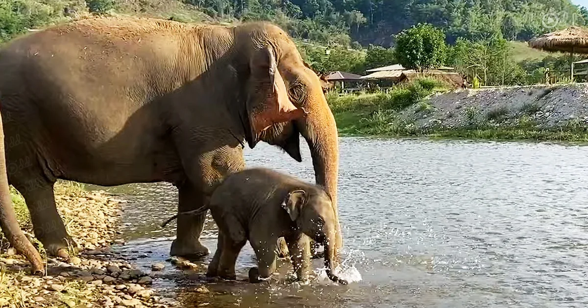 Adorable Baby Elephant Plays in River for the First Time