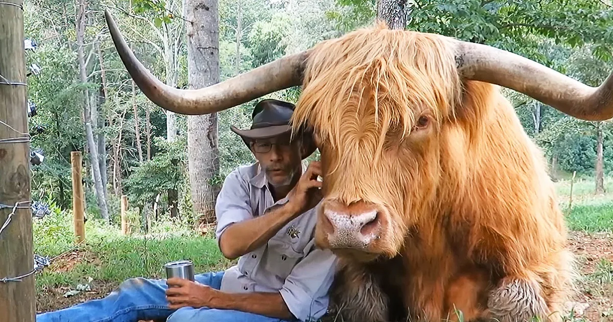 Gittin and his big Highland
