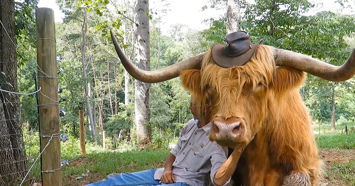 A Highland cow wearing a cowboy hat stands next to a man in a forested area.