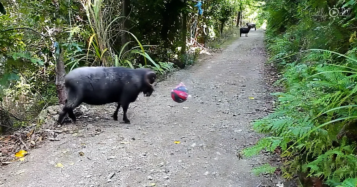 Angry Ram plays with a tetherball