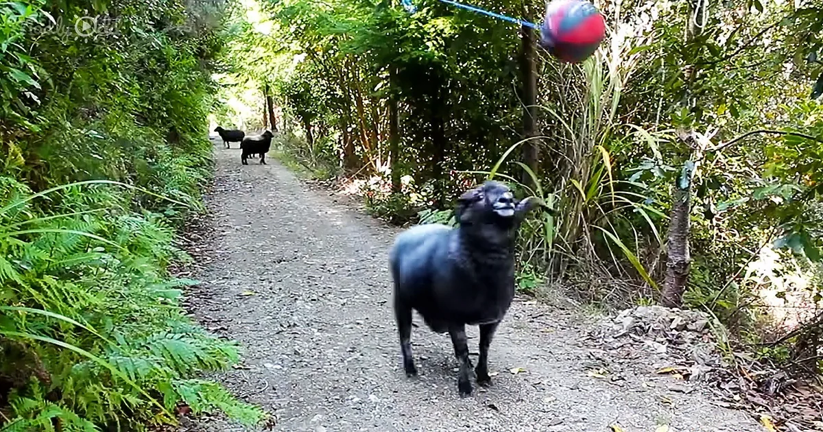 Angry Ram Plays With a Tetherball Hanging in the Forest