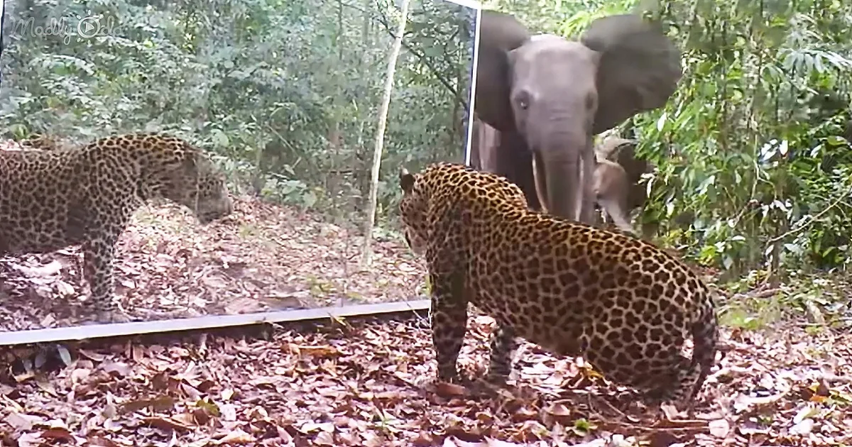 Two jaguars stand on forest floor, one facing another, with an elephant in the background.