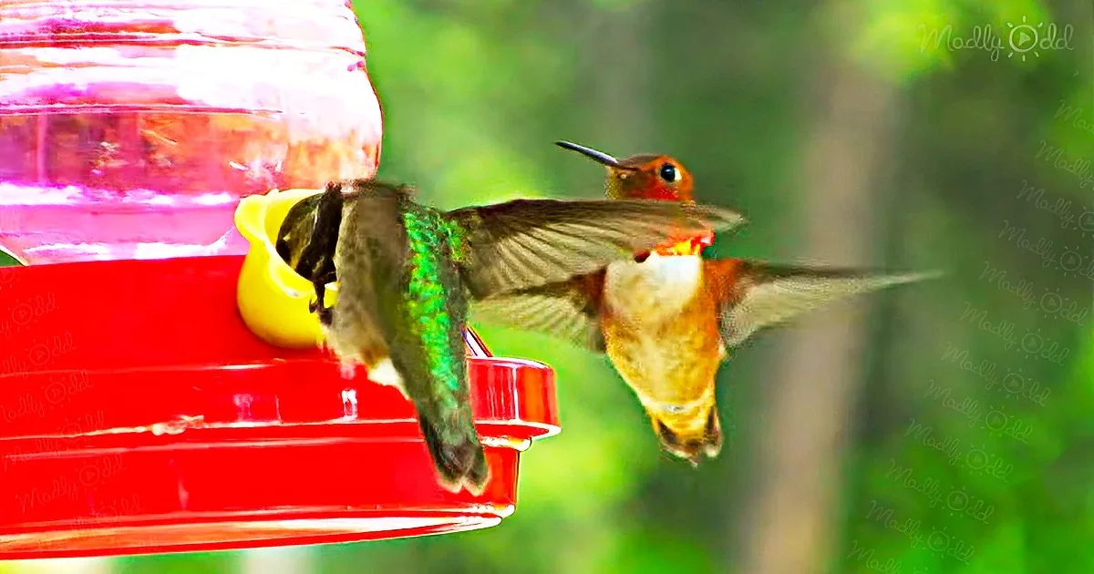 A hummingbird hovers near a red feeder, its wings blurred in motion, showcasing vibrant colors.