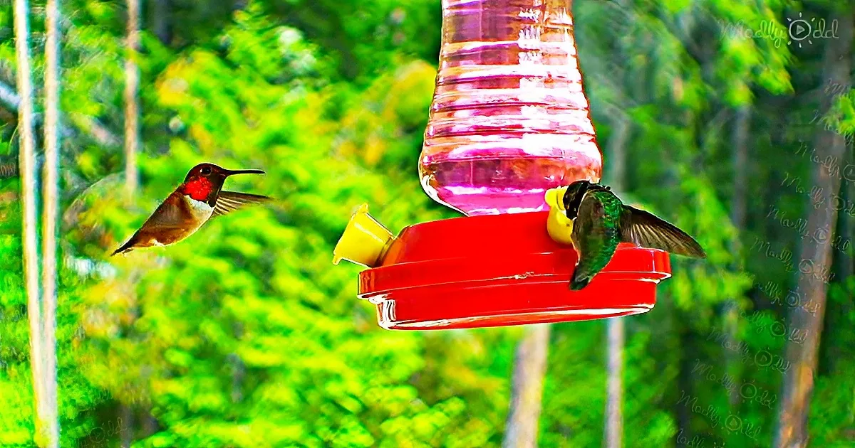 Incredibly gorgeous hummingbird