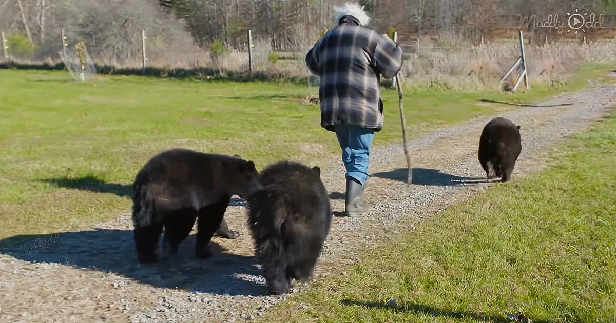 74-year-old man hiking with rescue bears