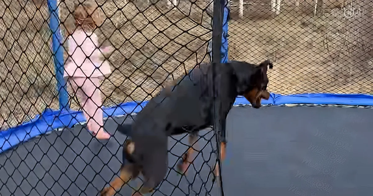 3-year-old toddler and dog playing on the trampoline