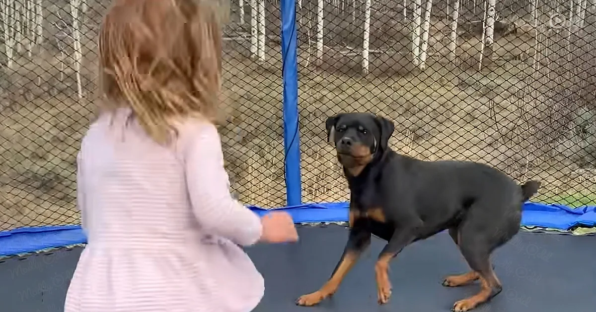 3-Year-Old Girl and Dog Playing on the Trampoline