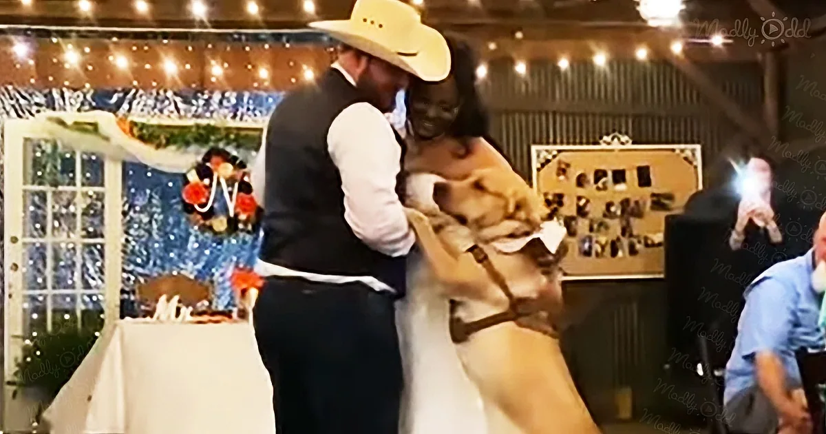 A couple in wedding attire dances joyfully with a dog at a festive wedding reception.