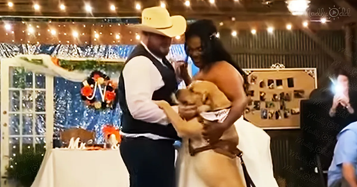 Dog joins newlywed parents' wedding dance
