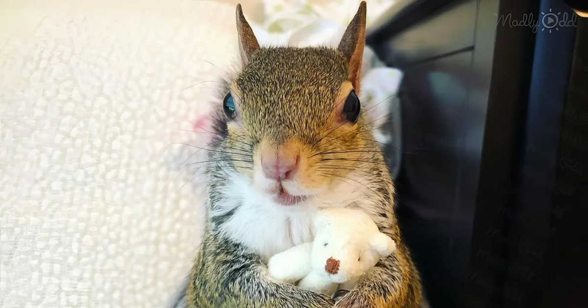 Jill The Squirrel