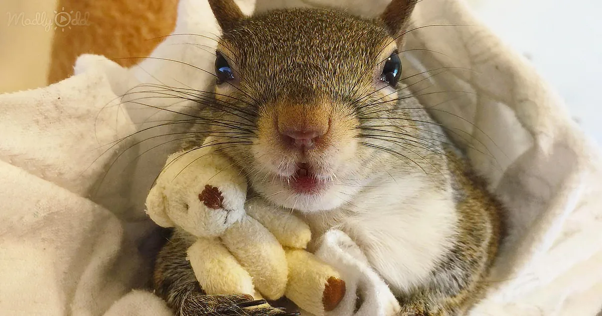A squirrel holds a small stuffed animal, nestled in a cozy blanket.