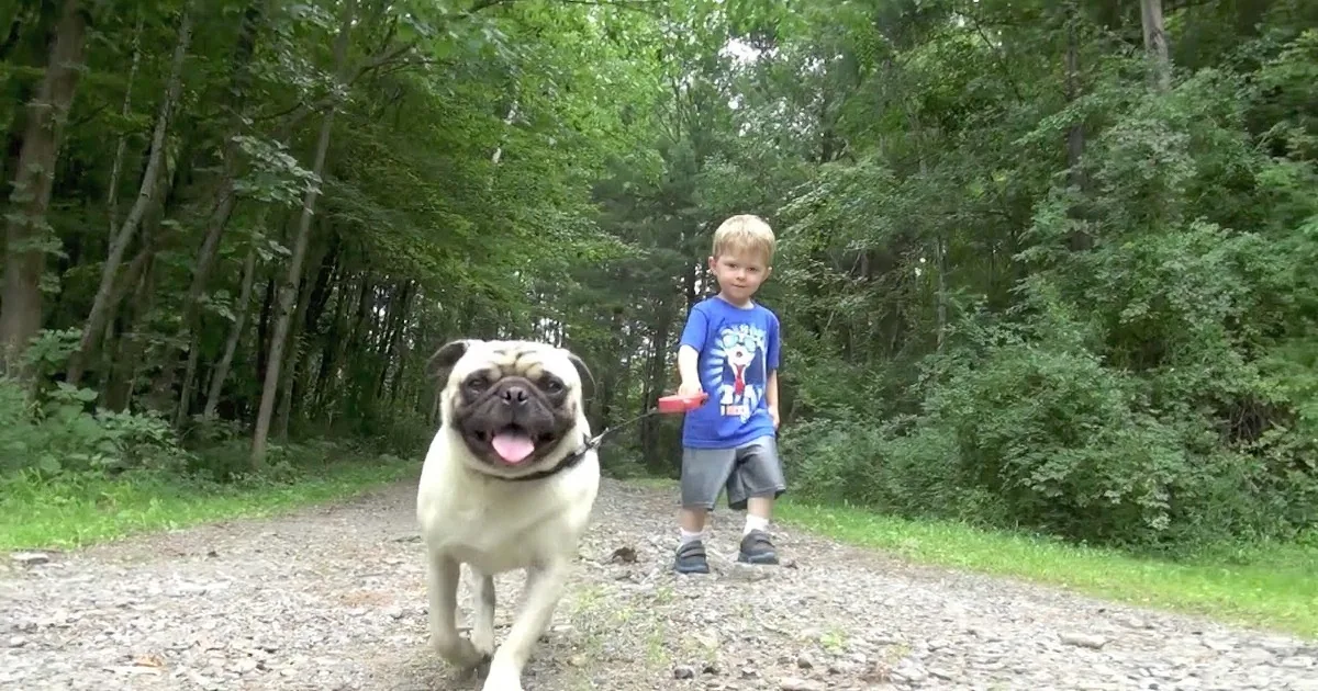 Little Boy Walking His Dog for the First Time Is Vicariously Good Fun