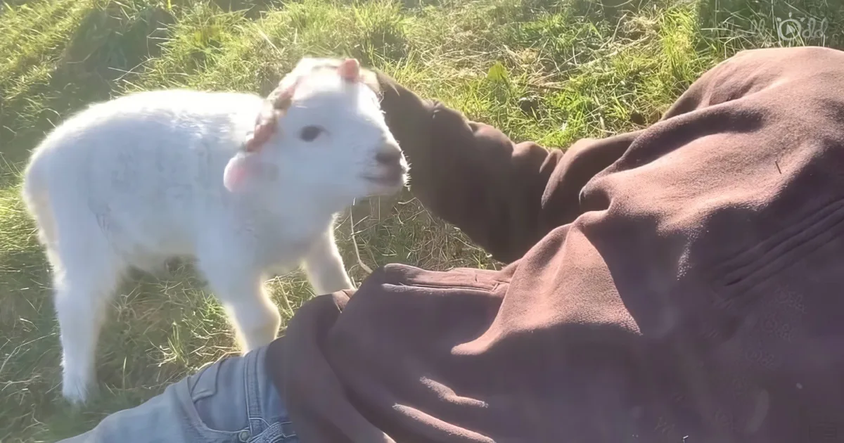 baby lamb need attention