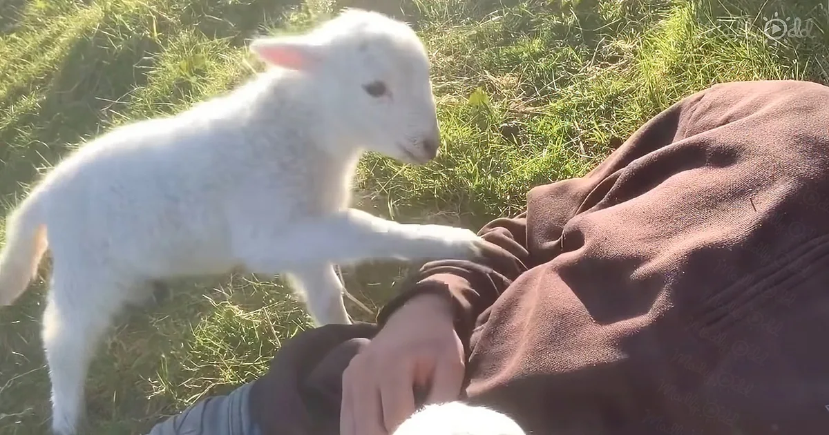 Sunny, Quiet, Peaceful, and a Little Lamb to Pet. This Must Be Heaven!