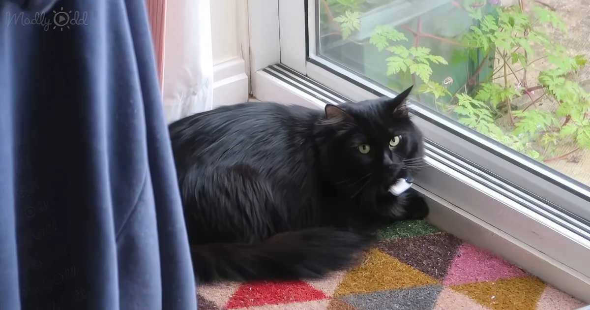 Cat's collar camera footage is breathtaking