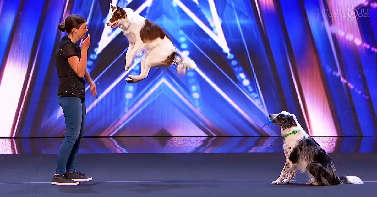 A dog leaps mid-air while another sits, both on a stage with a woman in the background.