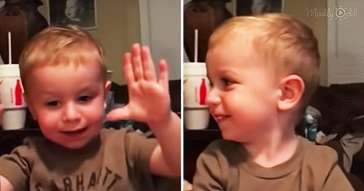 2-Year-Old Boy With Southern Drawl Tells a Story About a Cow