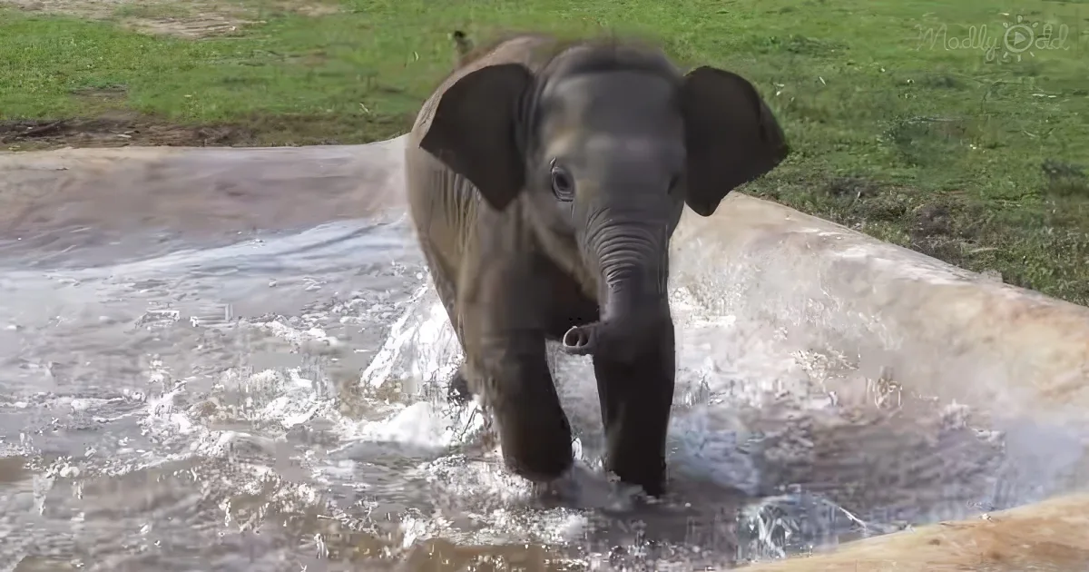 Adorable baby elephant playing around the nature park
