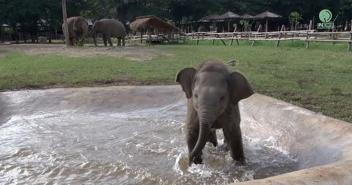 Baby Elephant Plays Around the Nature Park Until He Falls Asleep Exhausted