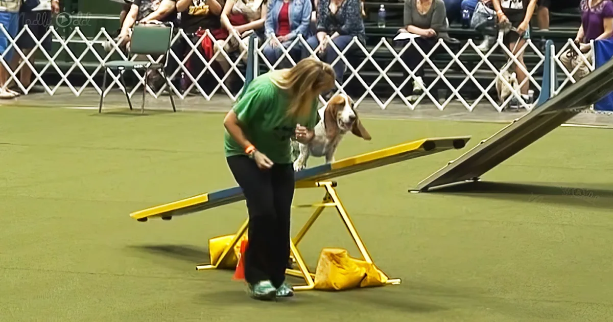 rescued basset hound on agility course