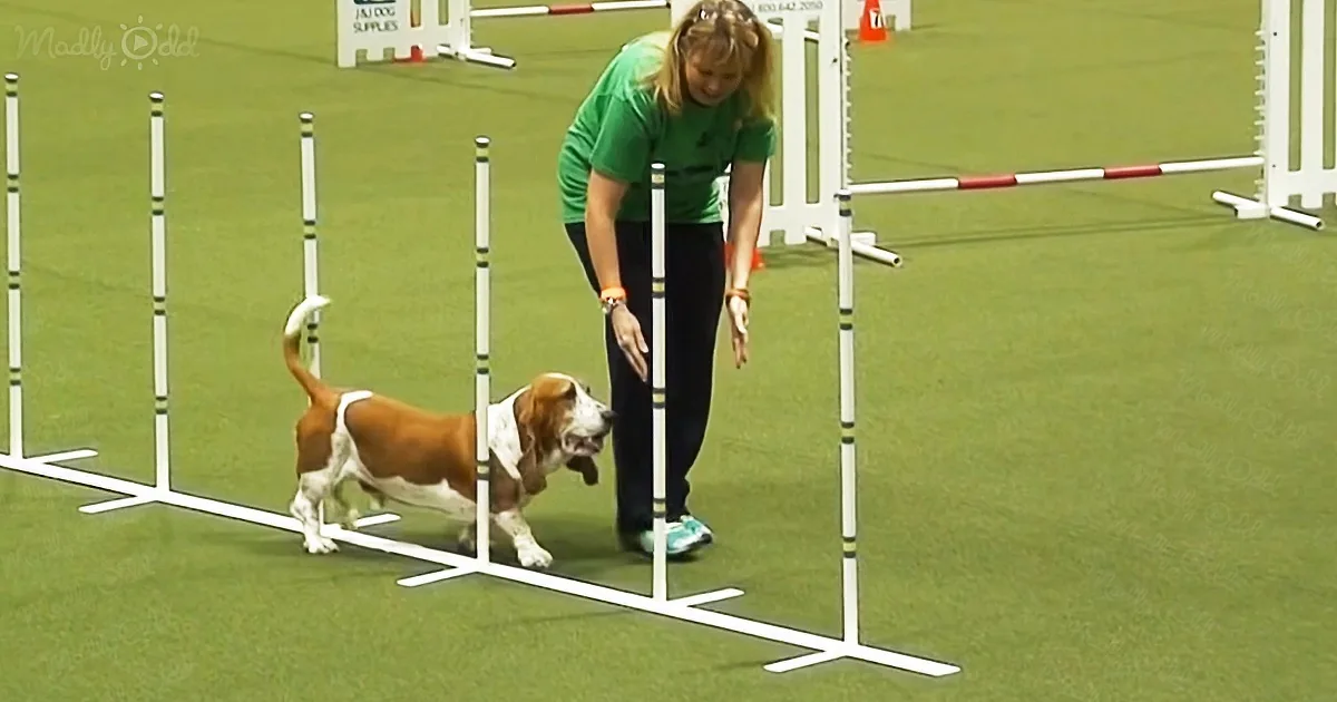 'Untrainable' Rescued Basset Hound Astonishes on Agility Course