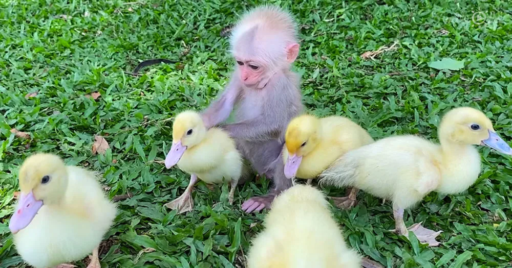 baby monkey caring for ducklings