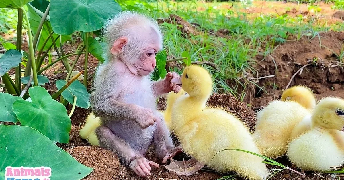 Adorable Baby Monkey Caring for Ducklings Like Family