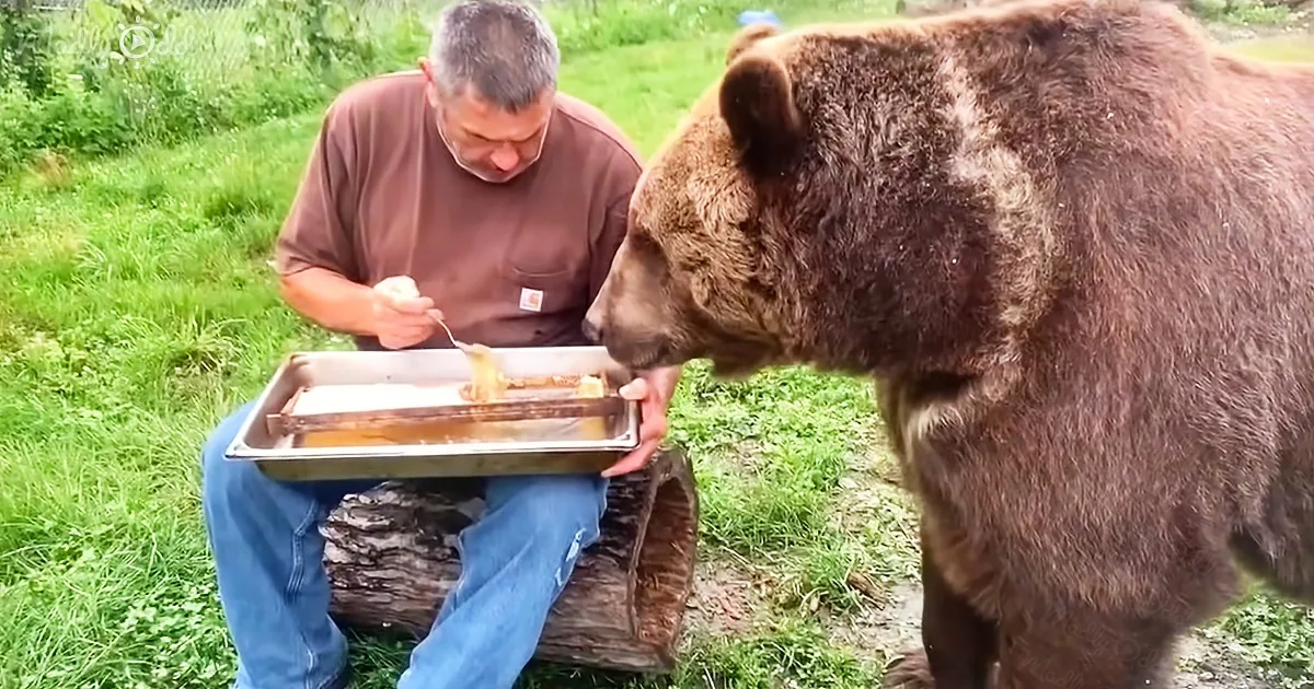 A man sits on a log, feeding a large brown bear a treat from a tray.