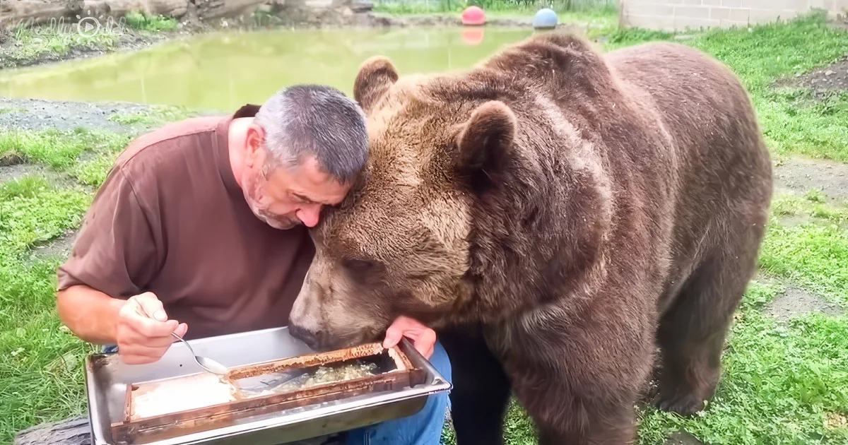 Syrian brown bear eating honey