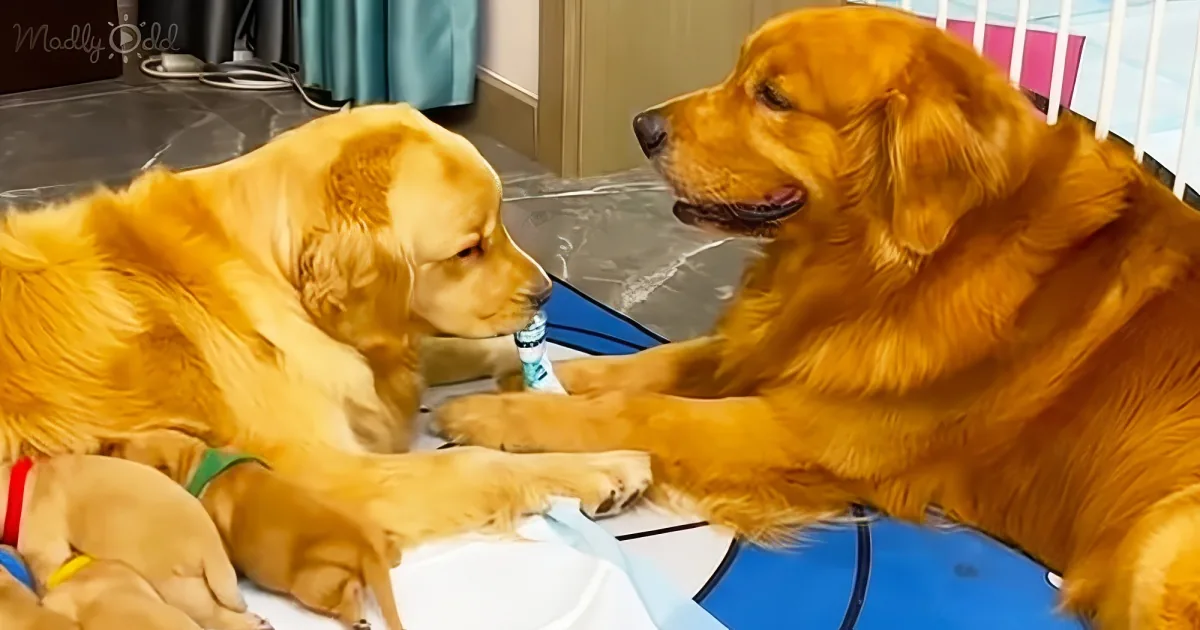 Adorable Golden Retriever husband takes care of his pregnant wife