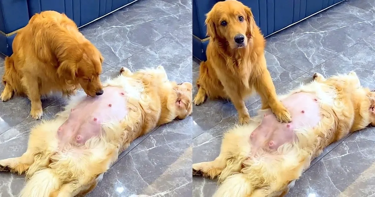 Loyal Golden Retriever Husband Takes Care of His Pregnant Wife