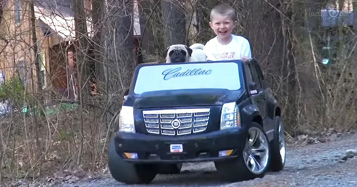 Pug Loves Riding Shotgun