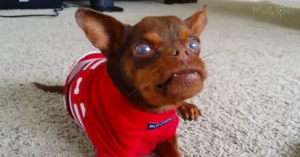 Adorable Dog Walter