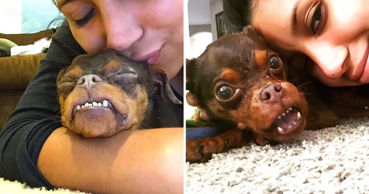 A woman is cuddling and kissing a small, adorable dog with a wrinkled face and expressive eyes.