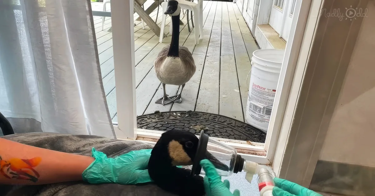 Arnold the Goose and his wife