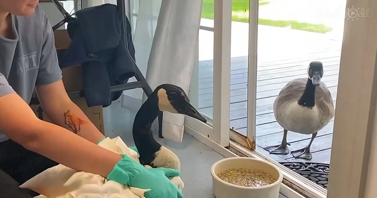 A person in teal gloves holds a Canada goose, while another goose stands outside on a porch.