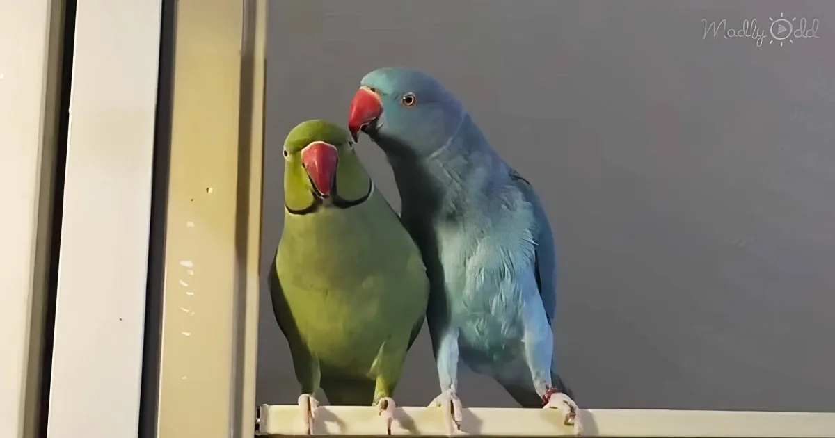 Two adorable parakeet talking