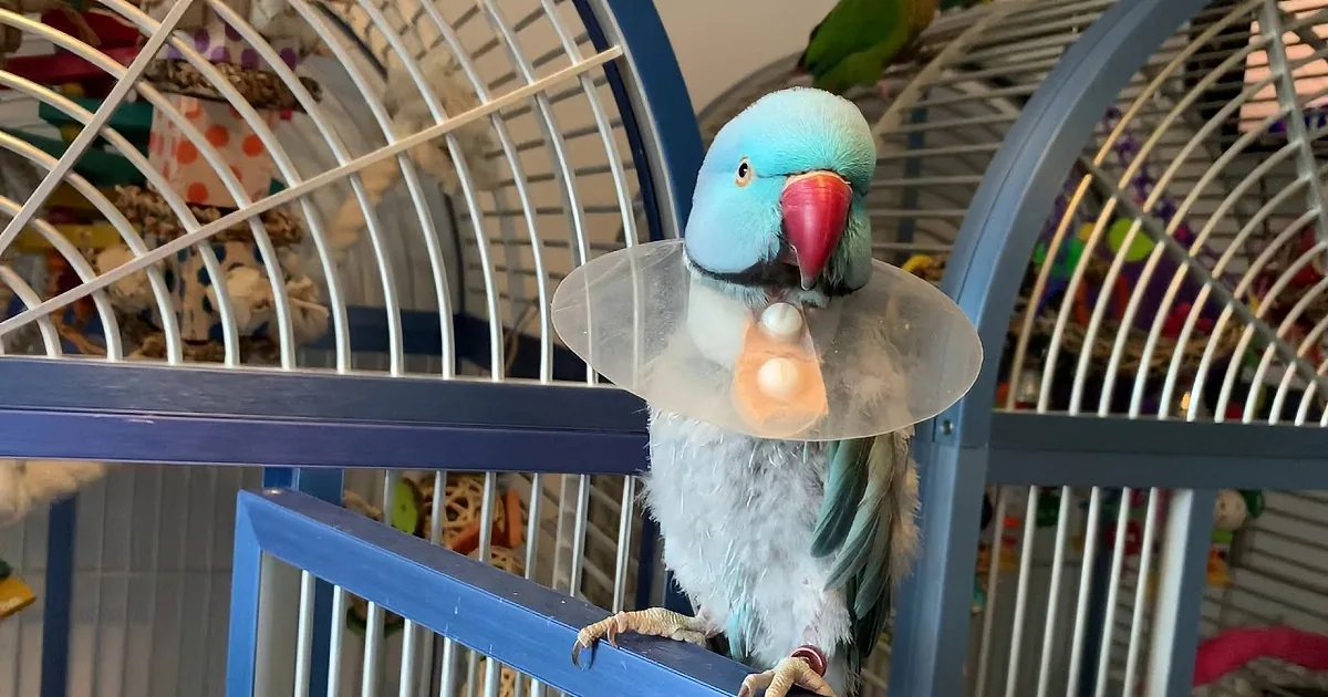 Two Adorable Parakeet Brothers Have a Cute Little Squeaky Chat
