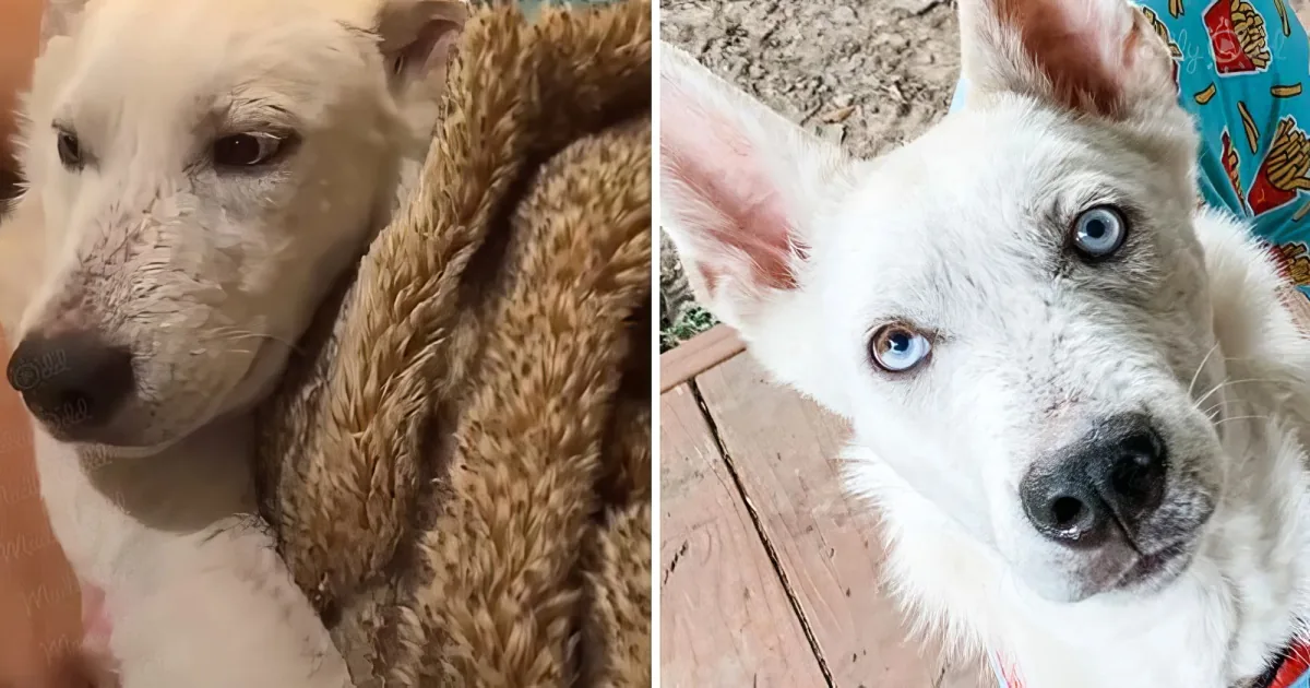 Stray dog snuggling foster mom