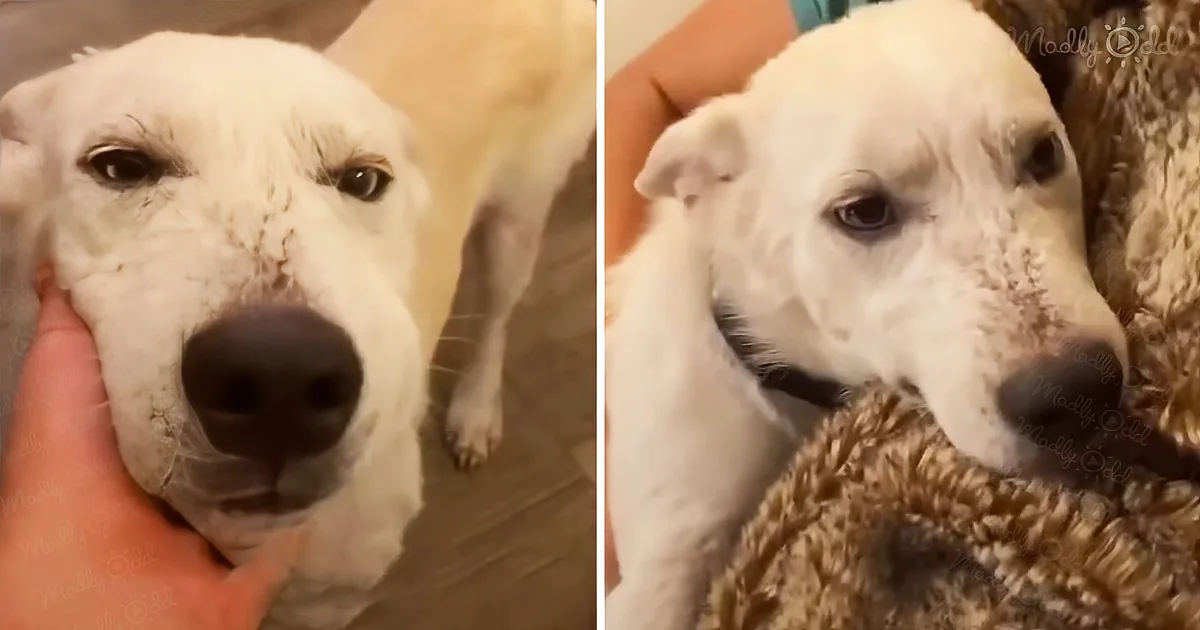 Stray Dog Goes From Shivering and Shaking to Juggling and Snuggling Foster Mom