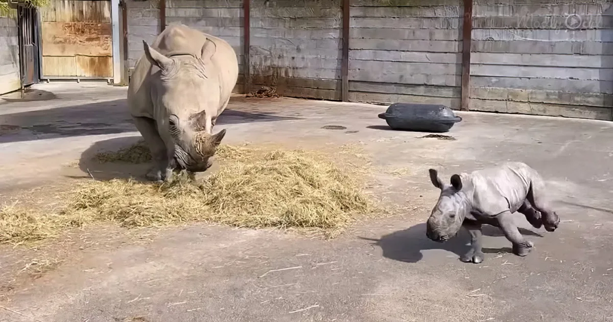 rhino baby runs circles around her mom